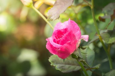 Bahçedeki güller, güzel güneşli bir günde güller güzeldir..