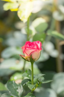 Bahçedeki güller, güzel güneşli bir günde güller güzeldir..