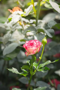 Bahçedeki güller, güzel güneşli bir günde güller güzeldir..