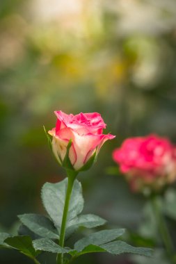 Bahçedeki güller, güzel güneşli bir günde güller güzeldir..