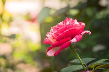 Bahçedeki güller, güzel güneşli bir günde güller güzeldir..