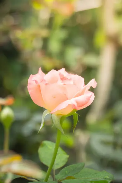 Rosas Jardín Rosas Son Hermosas Con Hermoso Día Soleado — Foto de Stock