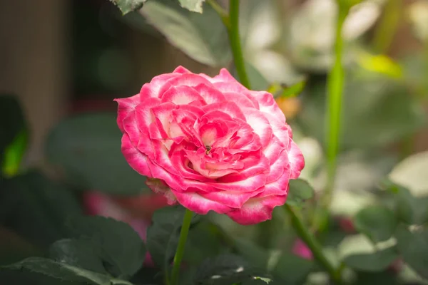 Rosas Jardín Rosas Son Hermosas Con Hermoso Día Soleado — Foto de Stock