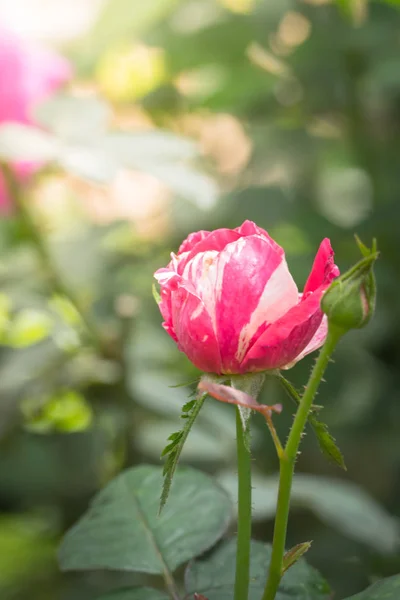 Rosas Jardín Rosas Son Hermosas Con Hermoso Día Soleado — Foto de Stock