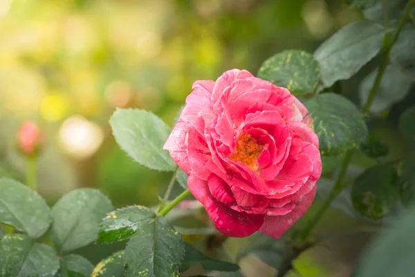 Rosas Jardín Rosas Son Hermosas Con Hermoso Día Soleado —  Fotos de Stock