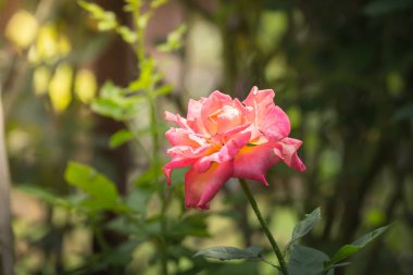 Bahçedeki güller, güzel güneşli bir günde güller güzeldir..
