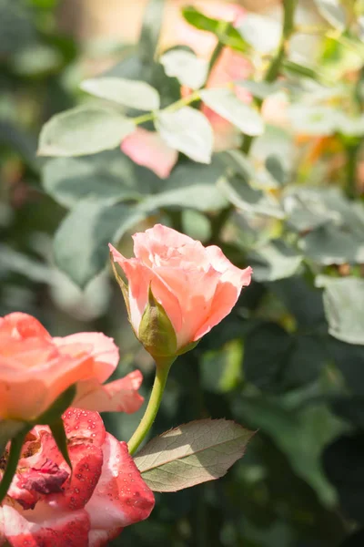 Rosas Jardín Rosas Son Hermosas Con Hermoso Día Soleado — Foto de Stock