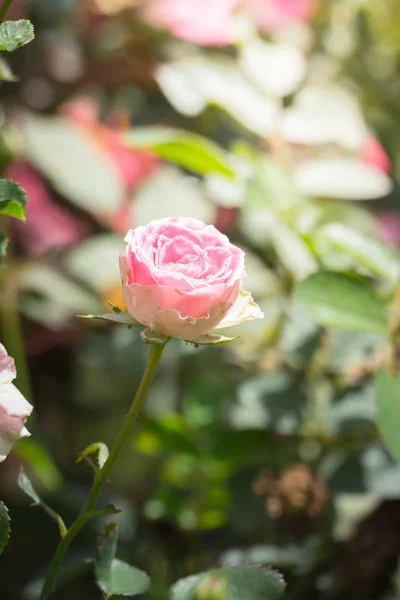 Rosas Jardín Rosas Son Hermosas Con Hermoso Día Soleado — Foto de Stock