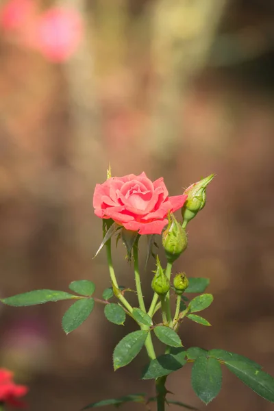 Розы Саду Розы Красивые Красивым Солнечным Днем — стоковое фото