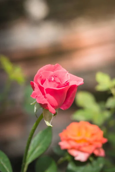 Rosas Jardín Rosas Son Hermosas Con Hermoso Día Soleado — Foto de Stock