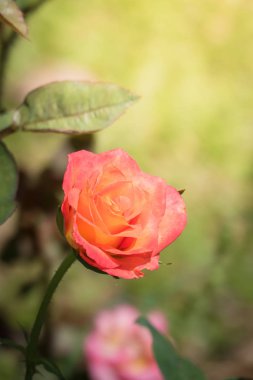 Bahçedeki güller, güzel güneşli bir günde güller güzeldir..