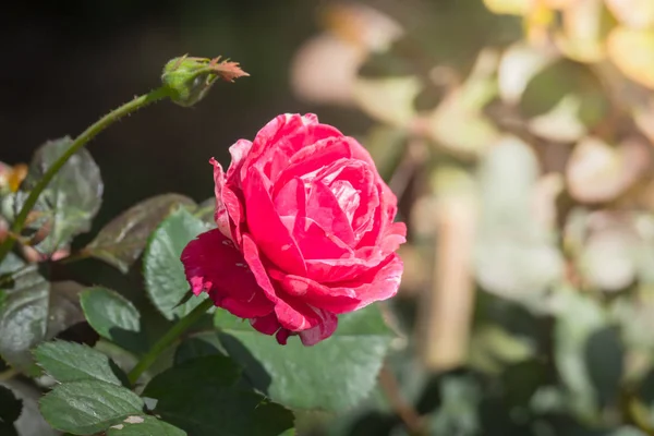 Rosas Jardín Rosas Son Hermosas Con Hermoso Día Soleado — Foto de Stock