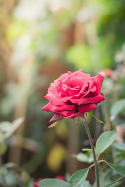 Bahçedeki güller, güzel güneşli bir günde güller güzeldir..