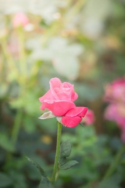 Bahçedeki güller, güzel güneşli bir günde güller güzeldir..