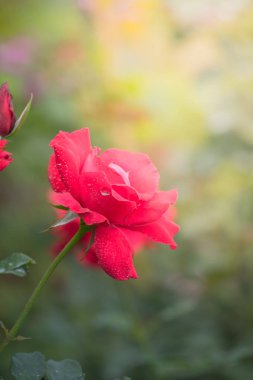 Bahçedeki güller, güzel güneşli bir günde güller güzeldir..