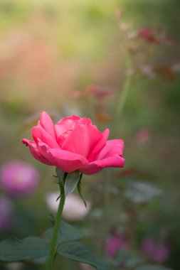 Bahçedeki güller, güzel güneşli bir günde güller güzeldir..