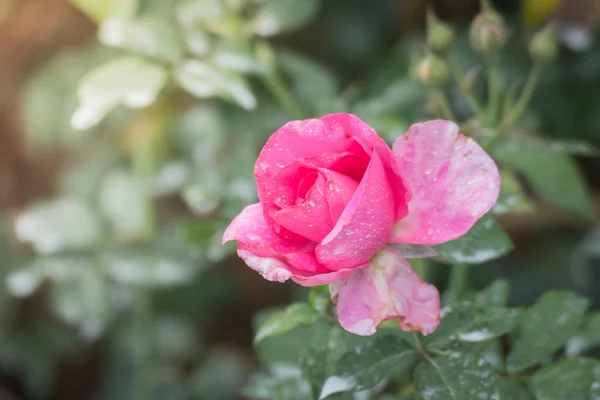 Rosas Jardín Rosas Son Hermosas Con Hermoso Día Soleado — Foto de Stock