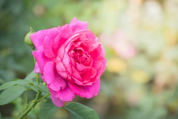 Rosas Jardín Rosas Son Hermosas Con Hermoso Día Soleado —  Fotos de Stock