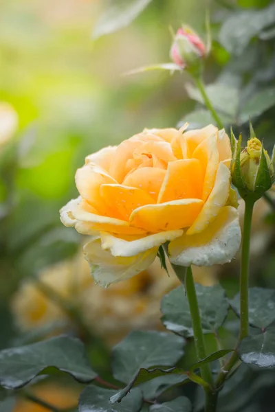 Rosas Jardín Rosas Son Hermosas Con Hermoso Día Soleado — Foto de Stock