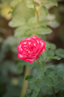 Bahçedeki güller, güzel güneşli bir günde güller güzeldir..