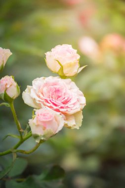 Bahçedeki güller, güzel güneşli bir günde güller güzeldir..