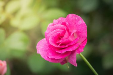 Bahçedeki güller, güzel güneşli bir günde güller güzeldir..
