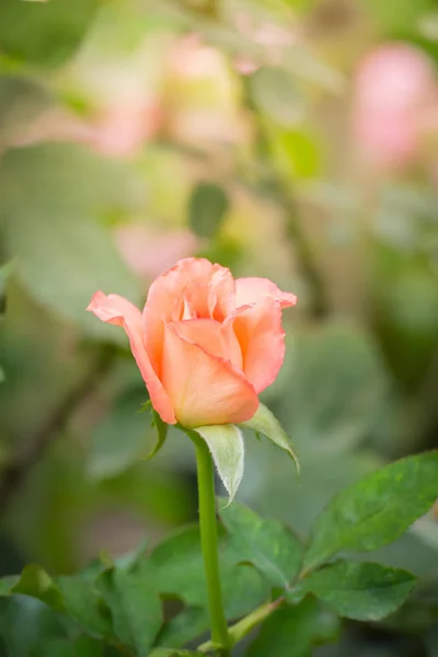 Rosas Jardín Rosas Son Hermosas Con Hermoso Día Soleado — Foto de Stock