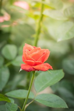 Bahçedeki güller, güzel güneşli bir günde güller güzeldir..
