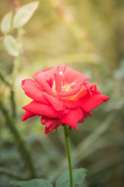 Bahçedeki güller, güzel güneşli bir günde güller güzeldir..