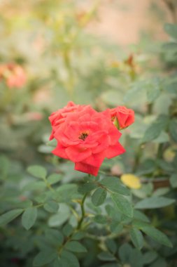 Bahçedeki güller, güzel güneşli bir günde güller güzeldir..