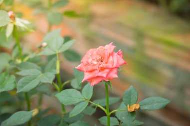 Bahçedeki güller, güzel güneşli bir günde güller güzeldir..