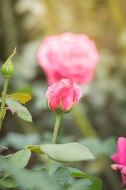 Bahçedeki güller, güzel güneşli bir günde güller güzeldir..