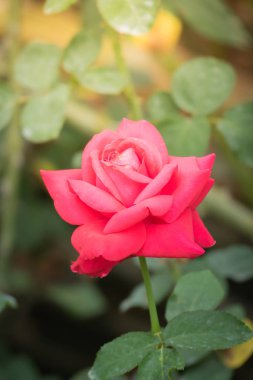 Bahçedeki güller, güzel güneşli bir günde güller güzeldir..