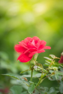 Bahçedeki güller, güzel güneşli bir günde güller güzeldir..