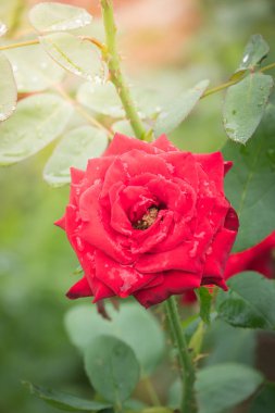 Bahçedeki güller, güzel güneşli bir günde güller güzeldir..