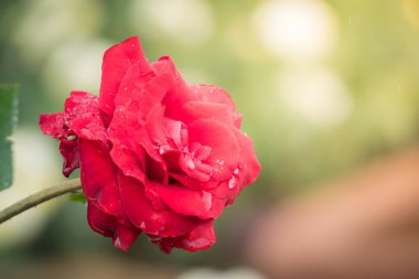 Bahçedeki güller, güzel güneşli bir günde güller güzeldir..