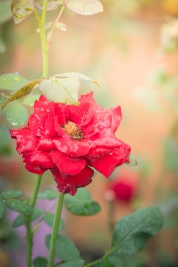 Bahçedeki güller, güzel güneşli bir günde güller güzeldir..