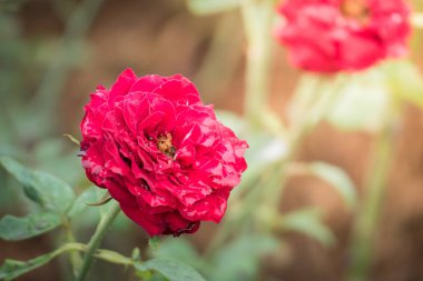 Bahçedeki güller, güzel güneşli bir günde güller güzeldir..