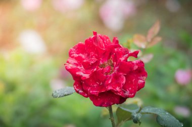 Bahçedeki güller, güzel güneşli bir günde güller güzeldir..