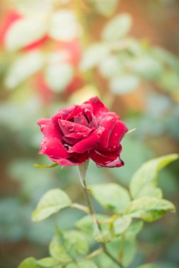 Bahçedeki güller, güzel güneşli bir günde güller güzeldir..