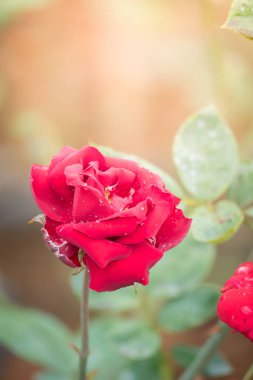 Bahçedeki güller, güzel güneşli bir günde güller güzeldir..