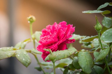 Bahçedeki güller, güzel güneşli bir günde güller güzeldir..