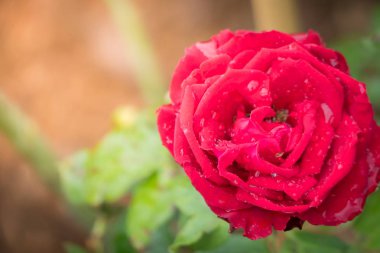Bahçedeki güller, güzel güneşli bir günde güller güzeldir..