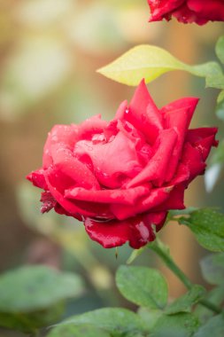 Bahçedeki güller, güzel güneşli bir günde güller güzeldir..