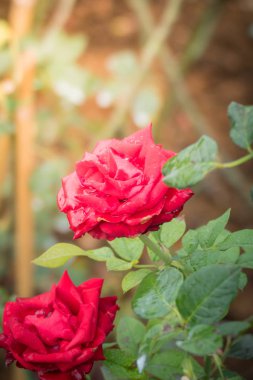 Bahçedeki güller, güzel güneşli bir günde güller güzeldir..