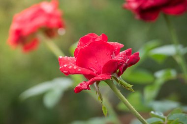 Bahçedeki güller, güzel güneşli bir günde güller güzeldir..