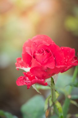 Bahçedeki güller, güzel güneşli bir günde güller güzeldir..