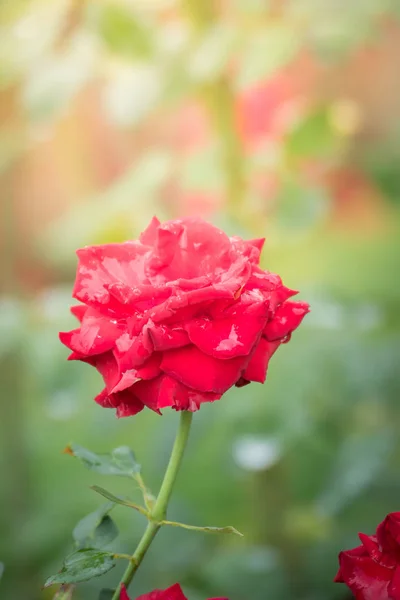 Rosas Jardim Rosas São Bonitas Com Belo Dia Ensolarado — Fotografia de Stock