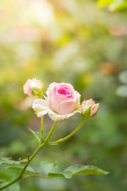 Bahçedeki güller, güzel güneşli bir günde güller güzeldir..