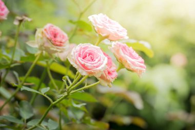 Bahçedeki güller, güzel güneşli bir günde güller güzeldir..